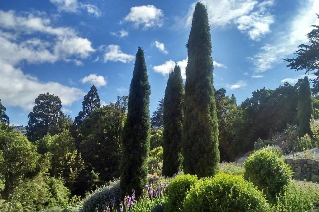 Restview Bed and Breakfast Dunedin Exteriör bild